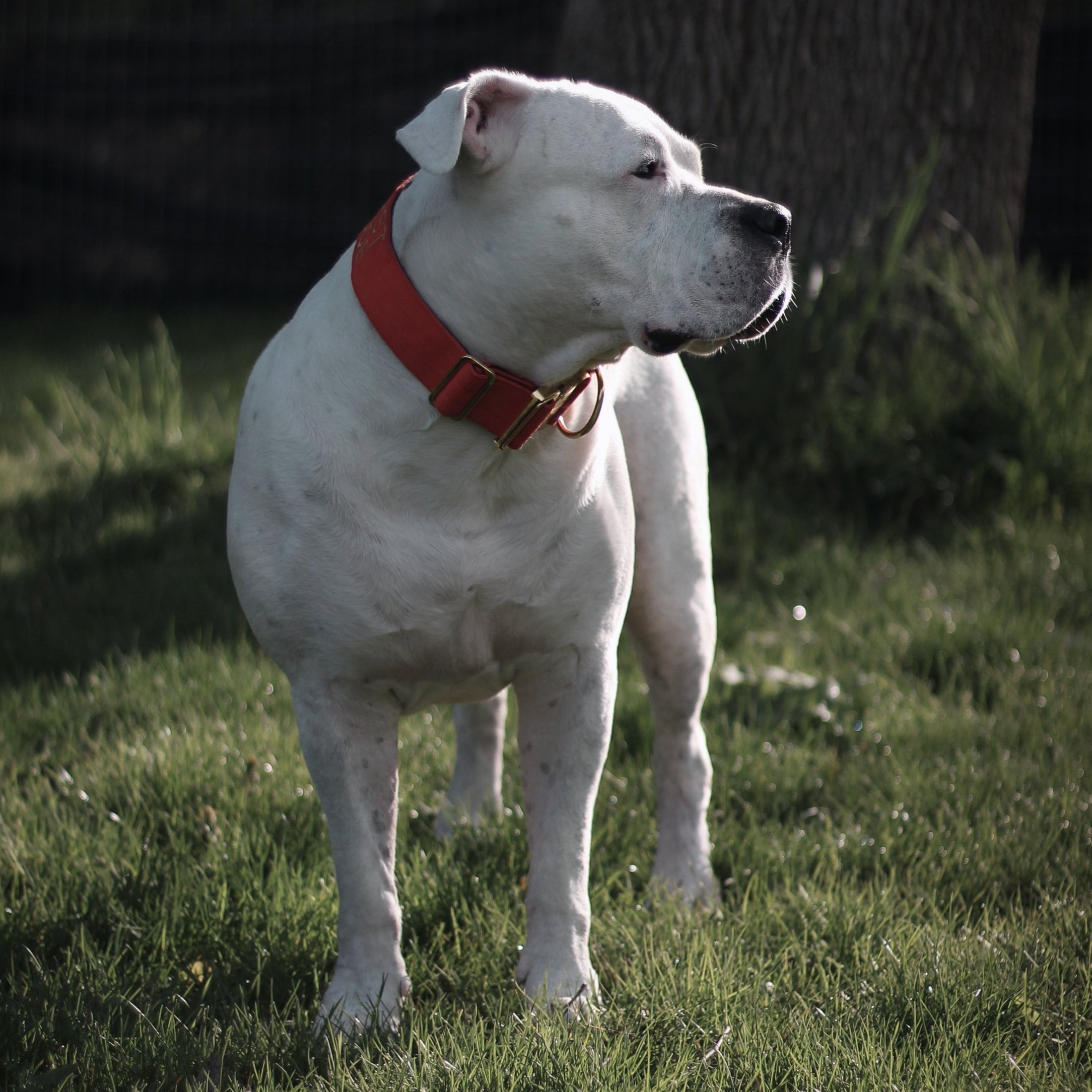 2" Tacti Luxe Dog Collar - Gold Cognac