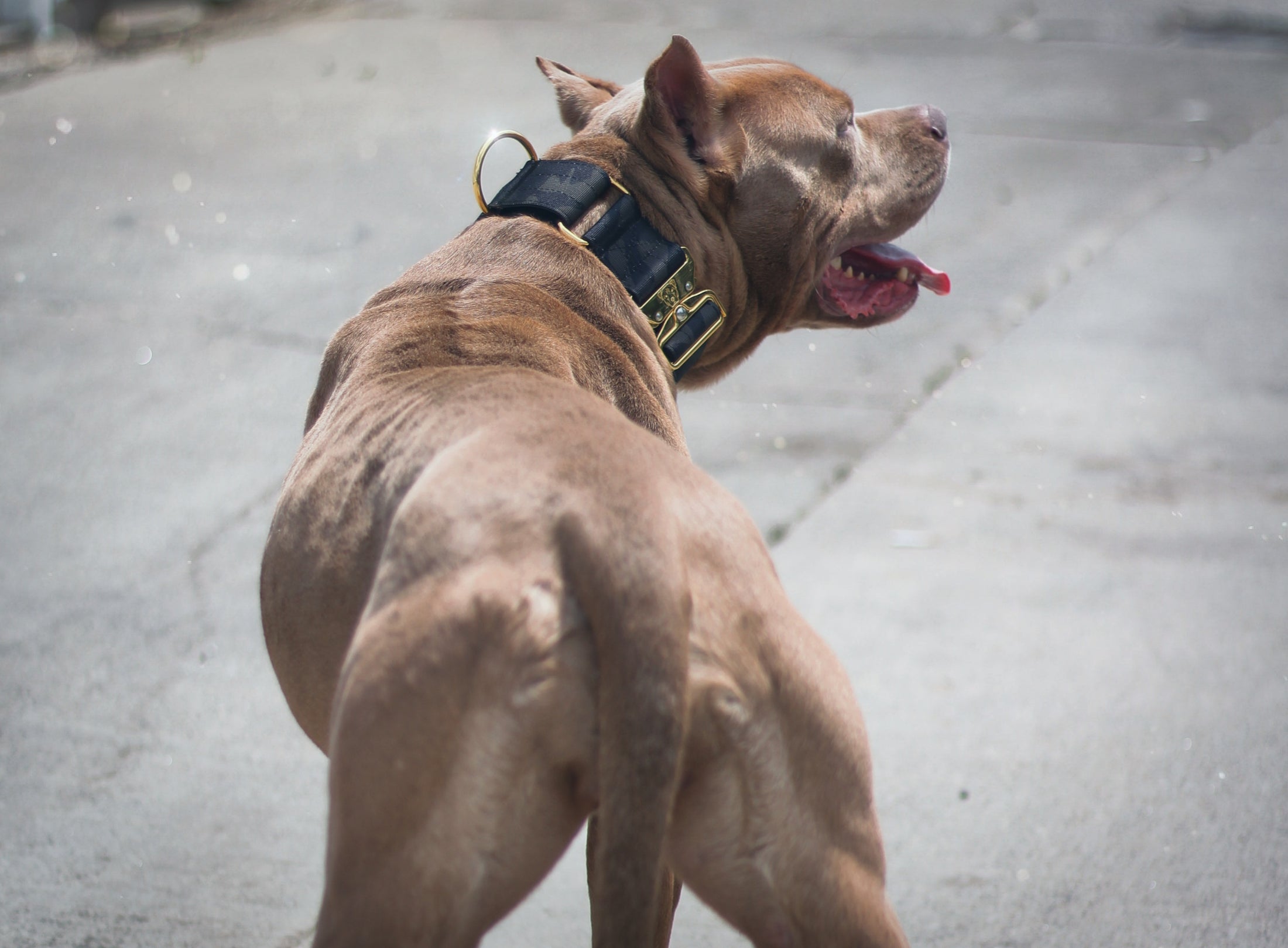 2" Luxe Martingale Dog Collar - Gold Camo