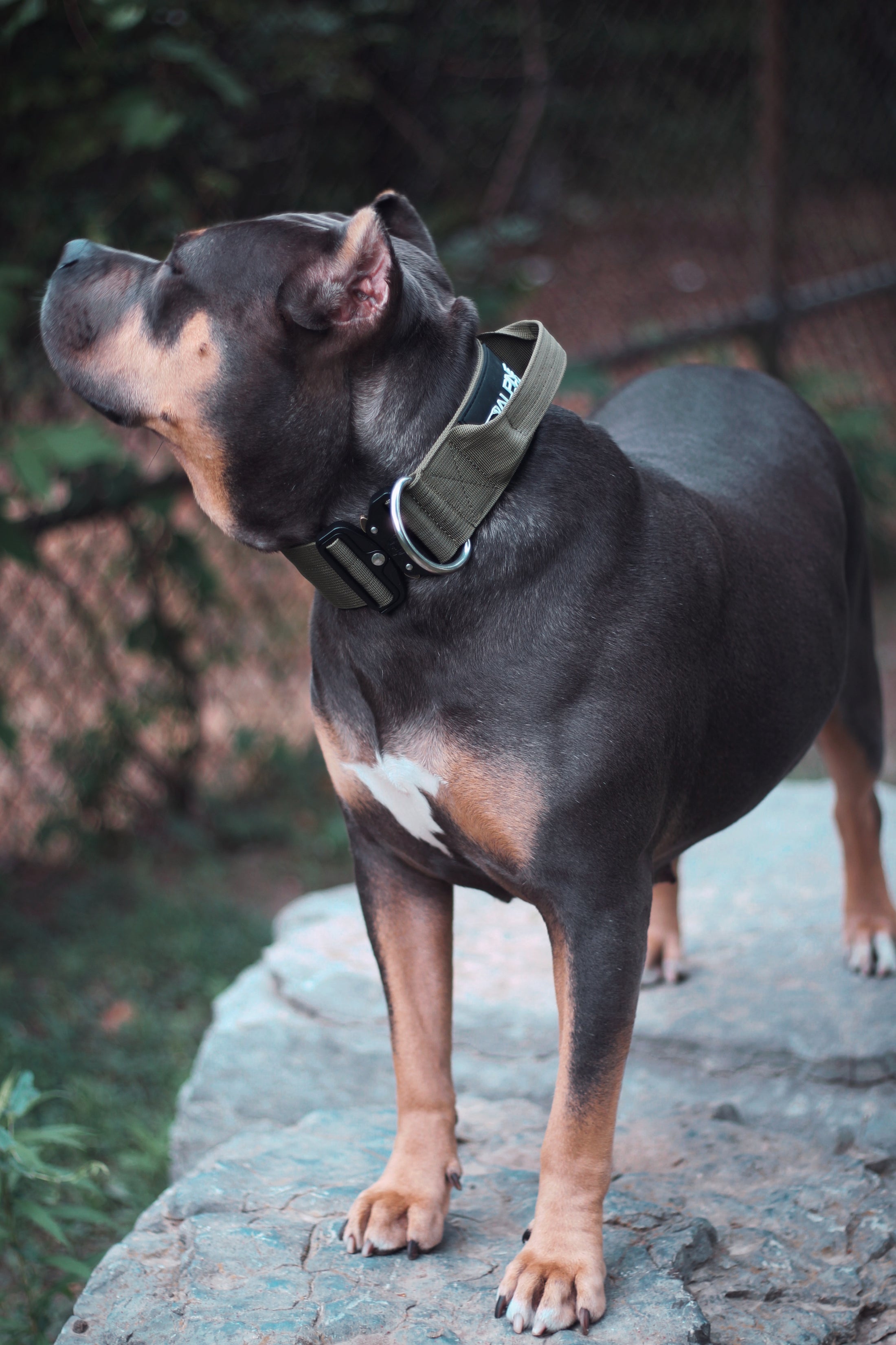 2" Tactik Dog Collar - Olive