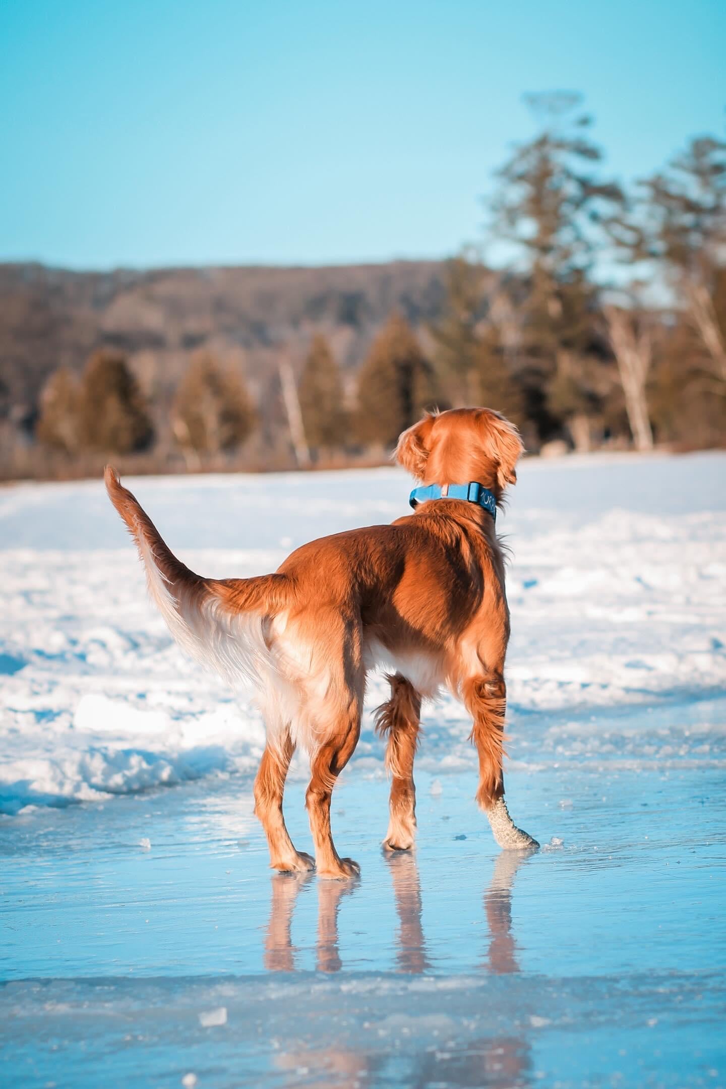 1.5" Tacti Slim Dog Collar - Cobalt