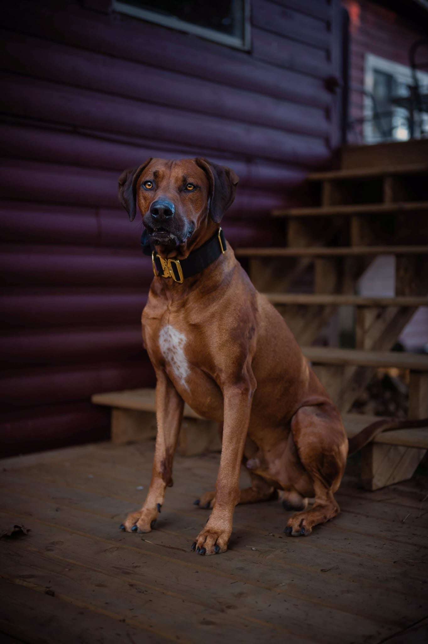 2" Tacti Luxe Dog Collar - Gold Noir
