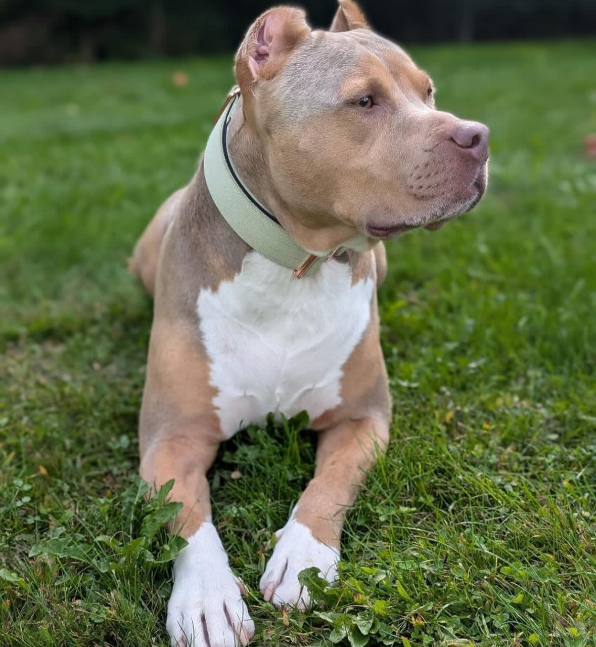 2" Tacti Luxe Dog Collar - Rose Gold - Honeydew