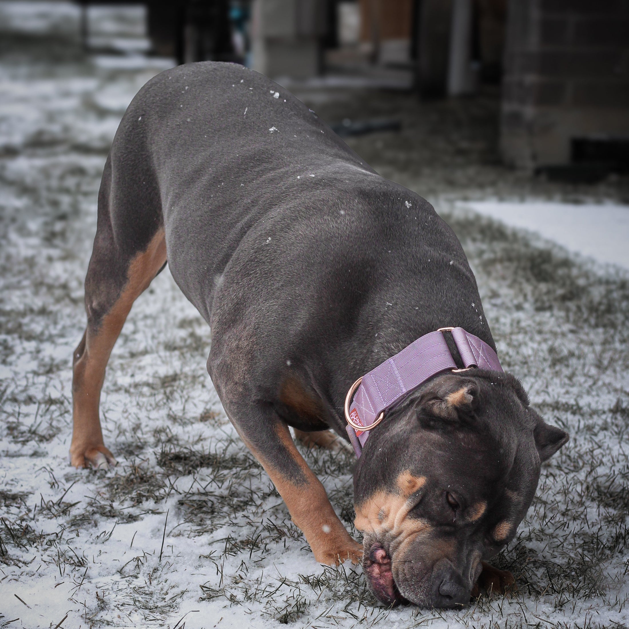 2" Luxe Martingale Dog Collar - Sofia