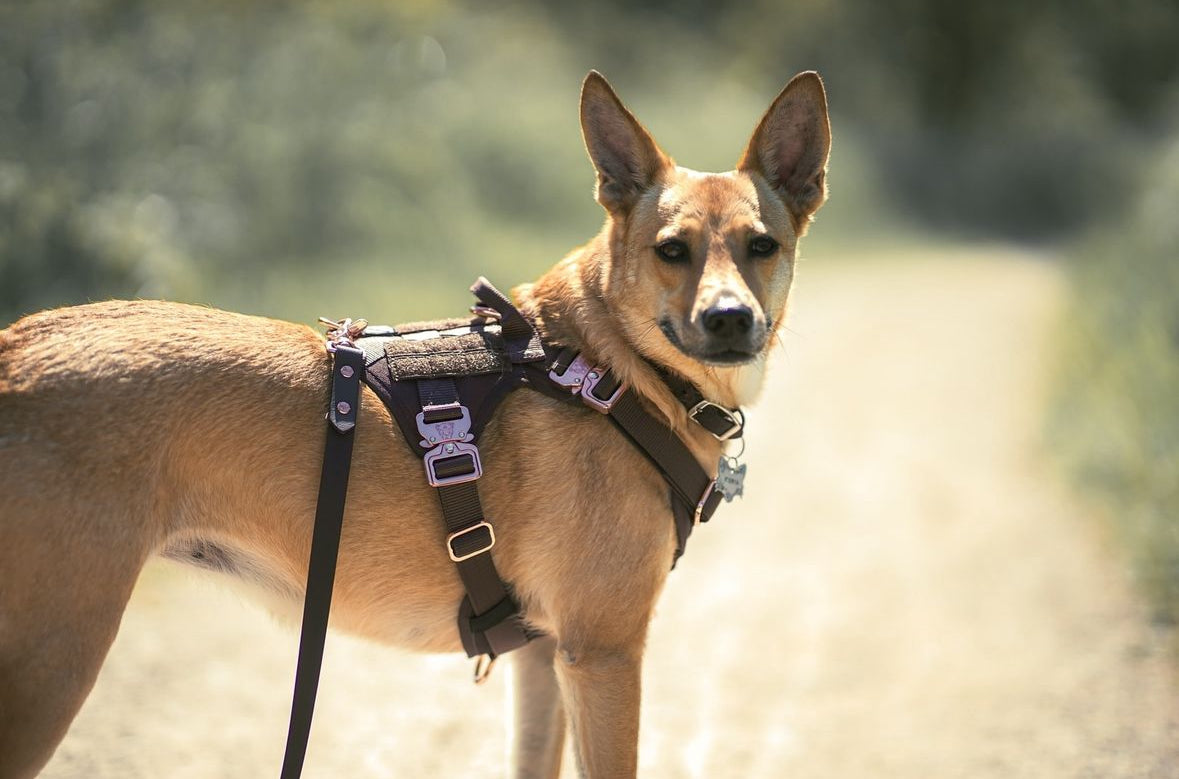 HNTR 3.0 Dog Harness - Chocolate
