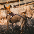 Load image into Gallery viewer, HNTR 3.0 Dog Harness - Chocolate