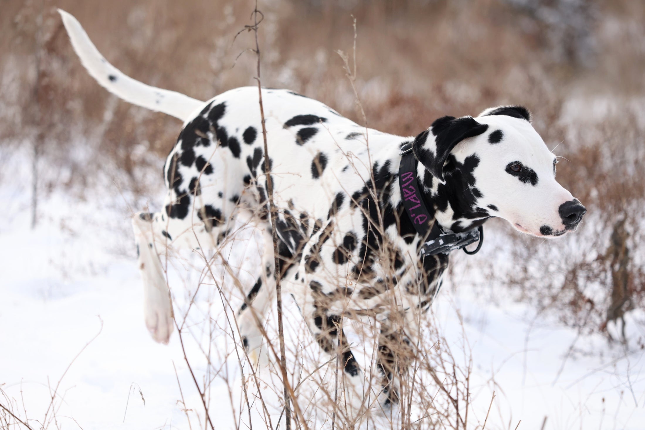 1.5" Tacti Lite - Black (no handle)