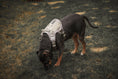 Load image into Gallery viewer, HNTR 3.0 Dog Harness - Beach
