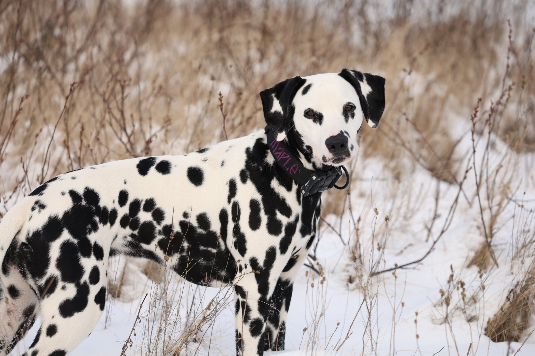 1.5" Tacti Lite - Black (no handle)