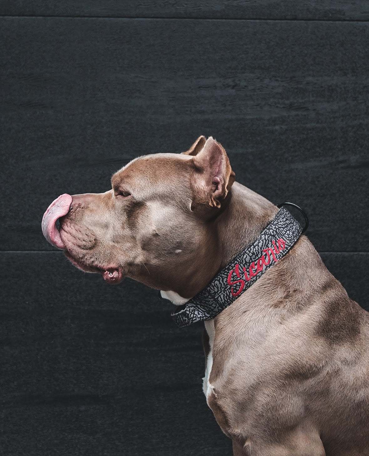 Expedition Dog Collar - Cement (Limited Edition)