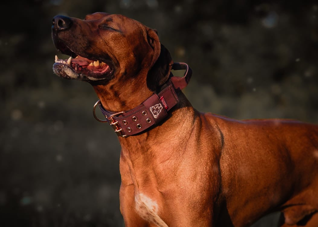 Expedition Dog Collar - Chocolate