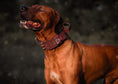 Load image into Gallery viewer, Expedition Dog Collar - Chocolate

