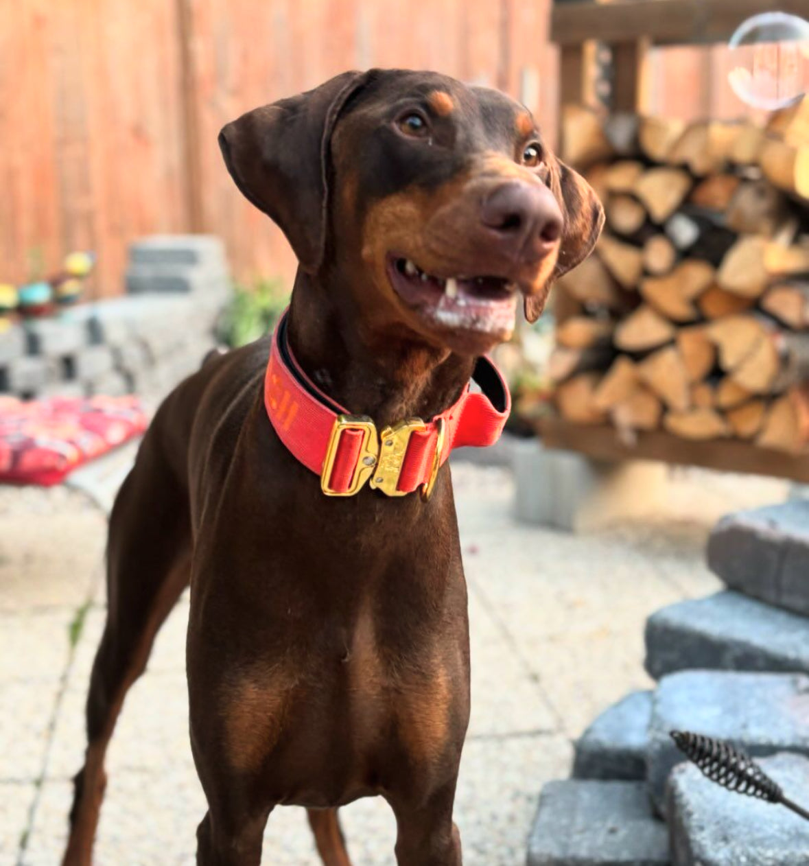 2" Tacti Luxe Dog Collar - Gold Cognac