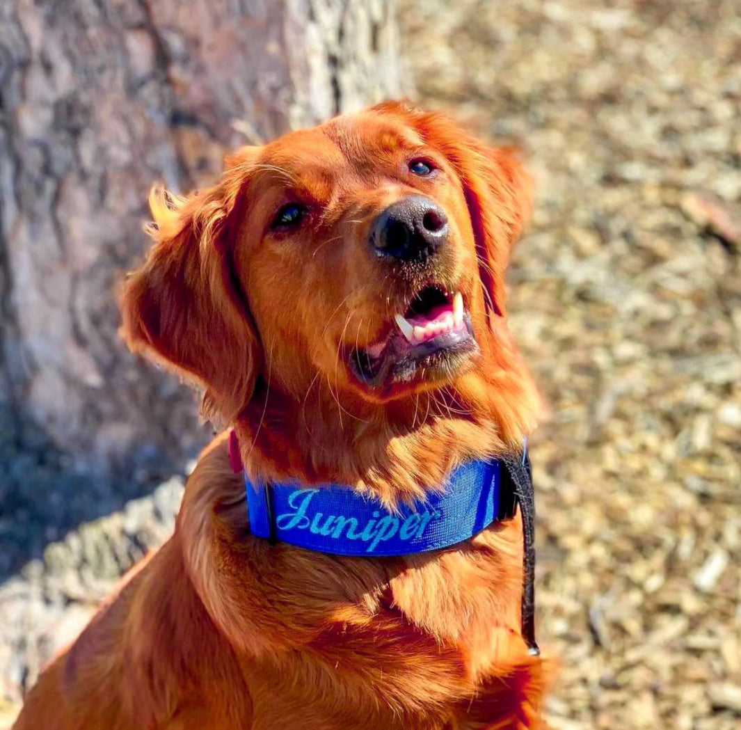 2" Tactik Dog Collar - Cobalt