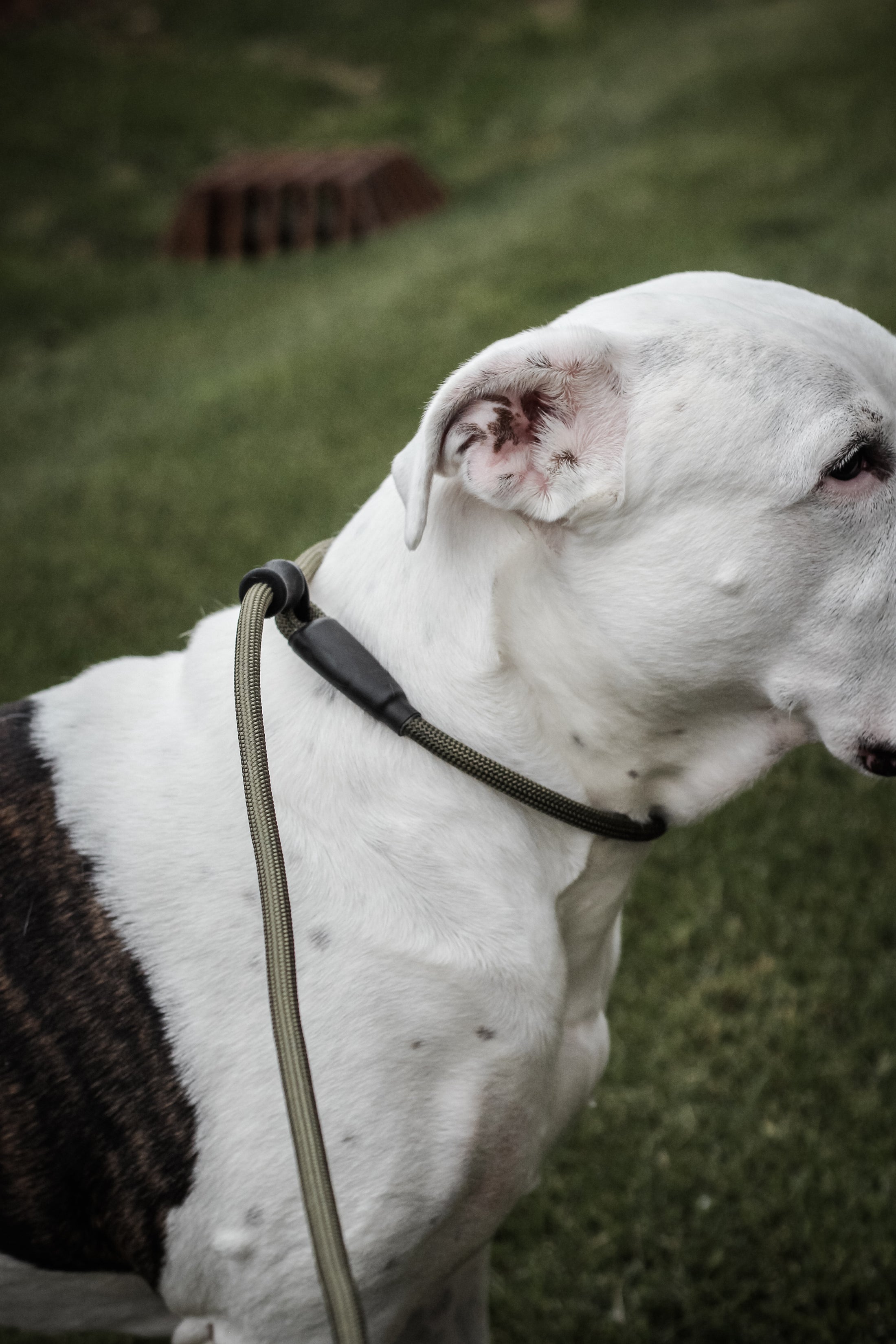 Dog Slip Lead - Olive