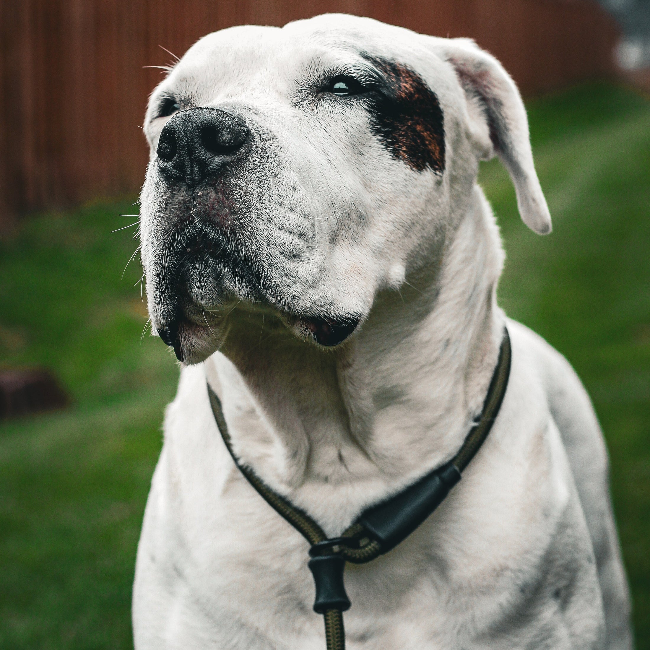 Dog Slip Lead - Olive