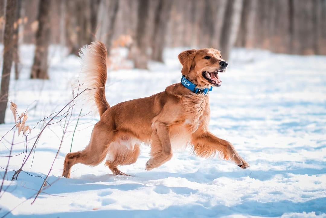 1.5" Tacti Slim Dog Collar - Cobalt
