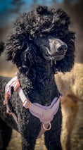 Load image into Gallery viewer, HNTR 3.0 Dog Harness - Sofia
