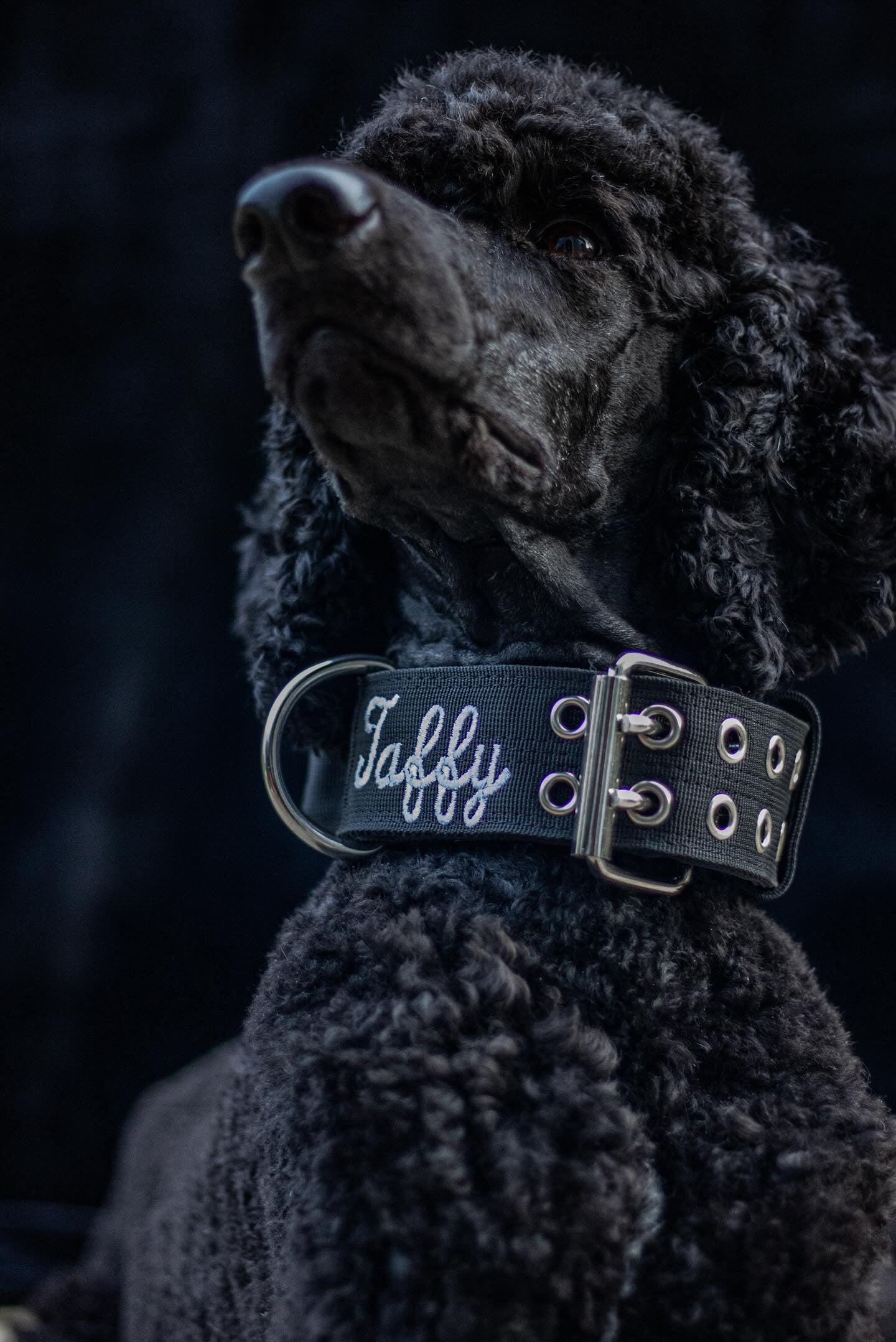 Expedition Dog Collar - Black