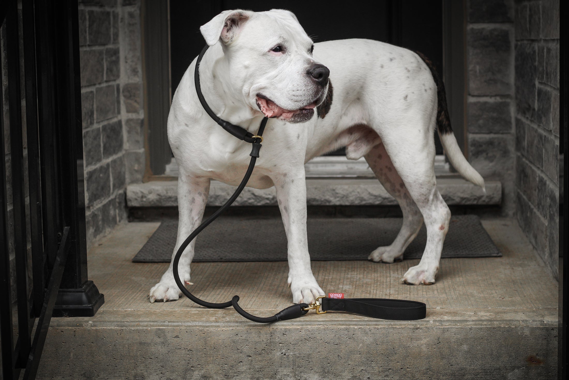 Dog Slip Lead - Noir