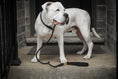 Load image into Gallery viewer, Dog Slip Lead - Noir