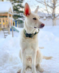 Load image into Gallery viewer, 2" Tactik Dog Collar - Olive
