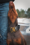 Load image into Gallery viewer, 2" Tacti Luxe Dog Collar - Gold Noir