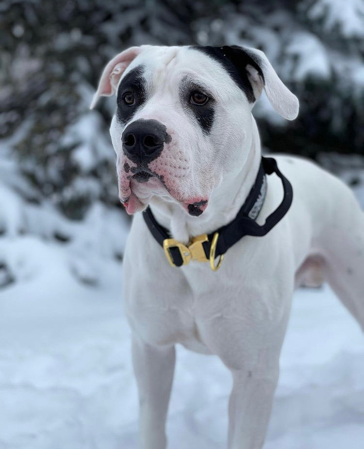 2" Tacti Luxe Dog Collar - Gold Noir