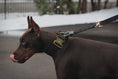 Load image into Gallery viewer, 2" Tacti Luxe Dog Collar - Gold Noir
