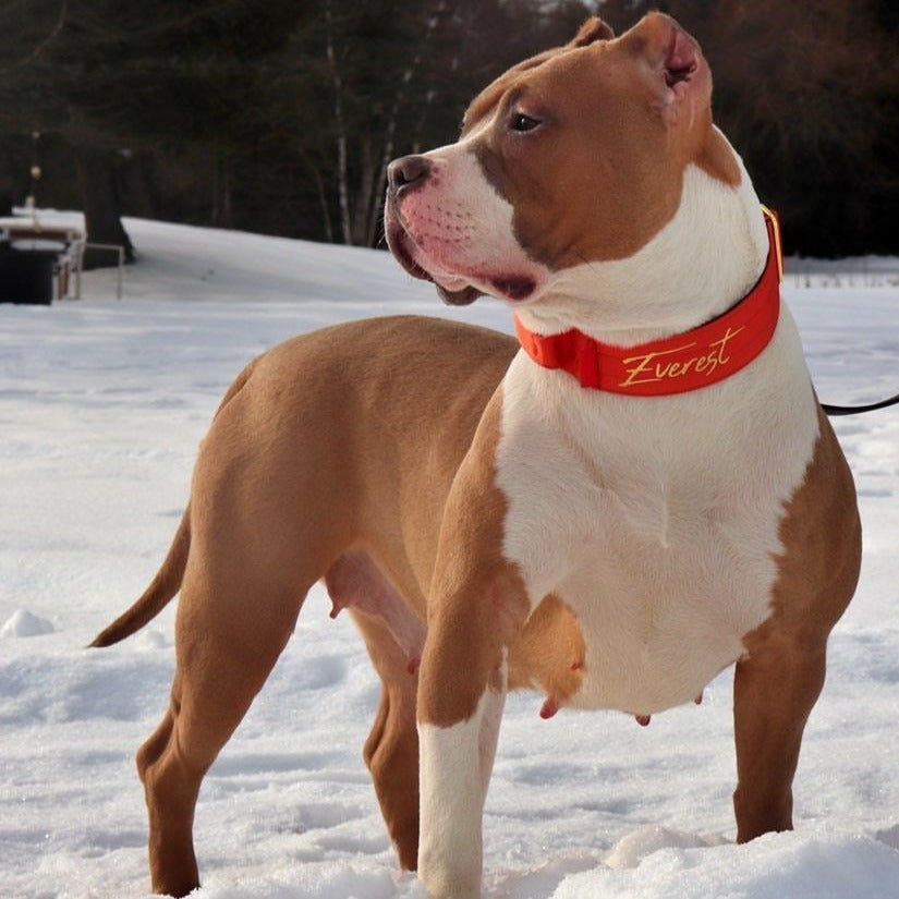 2" Tacti Luxe Dog Collar - Gold Cognac