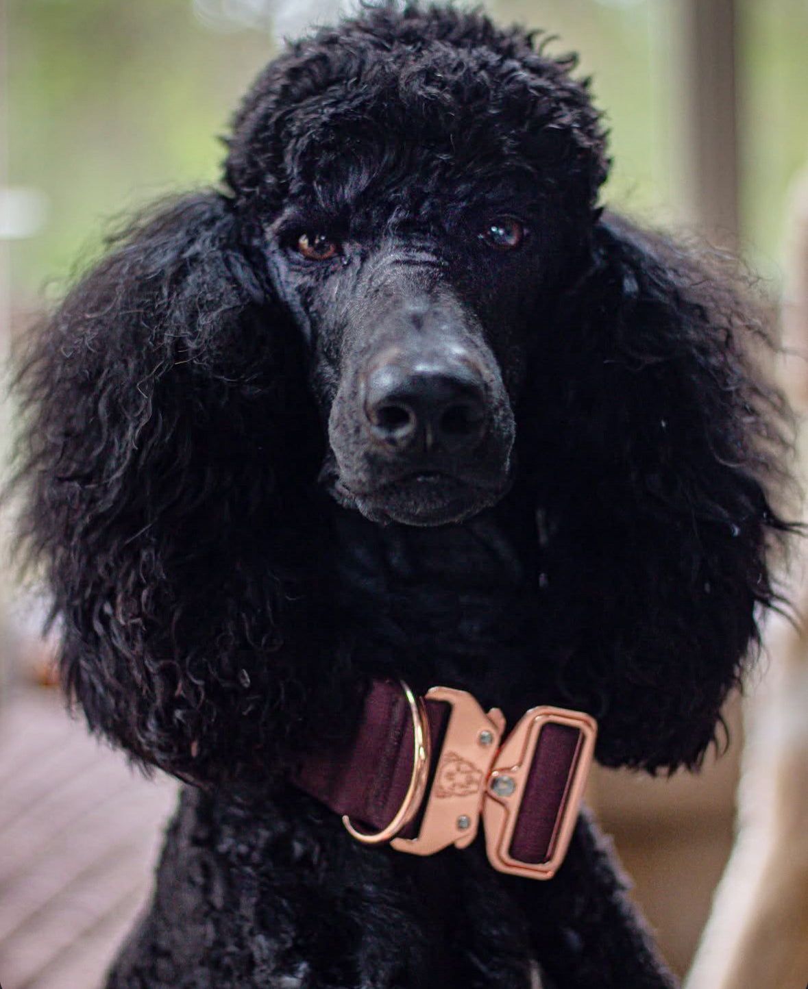 2" Tacti Luxe Dog Collar - Rose Gold - Chocolate