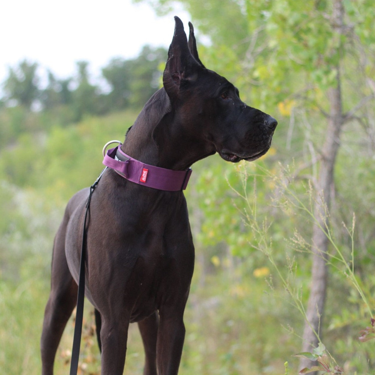 2" Tactik Dog Collar - Grape