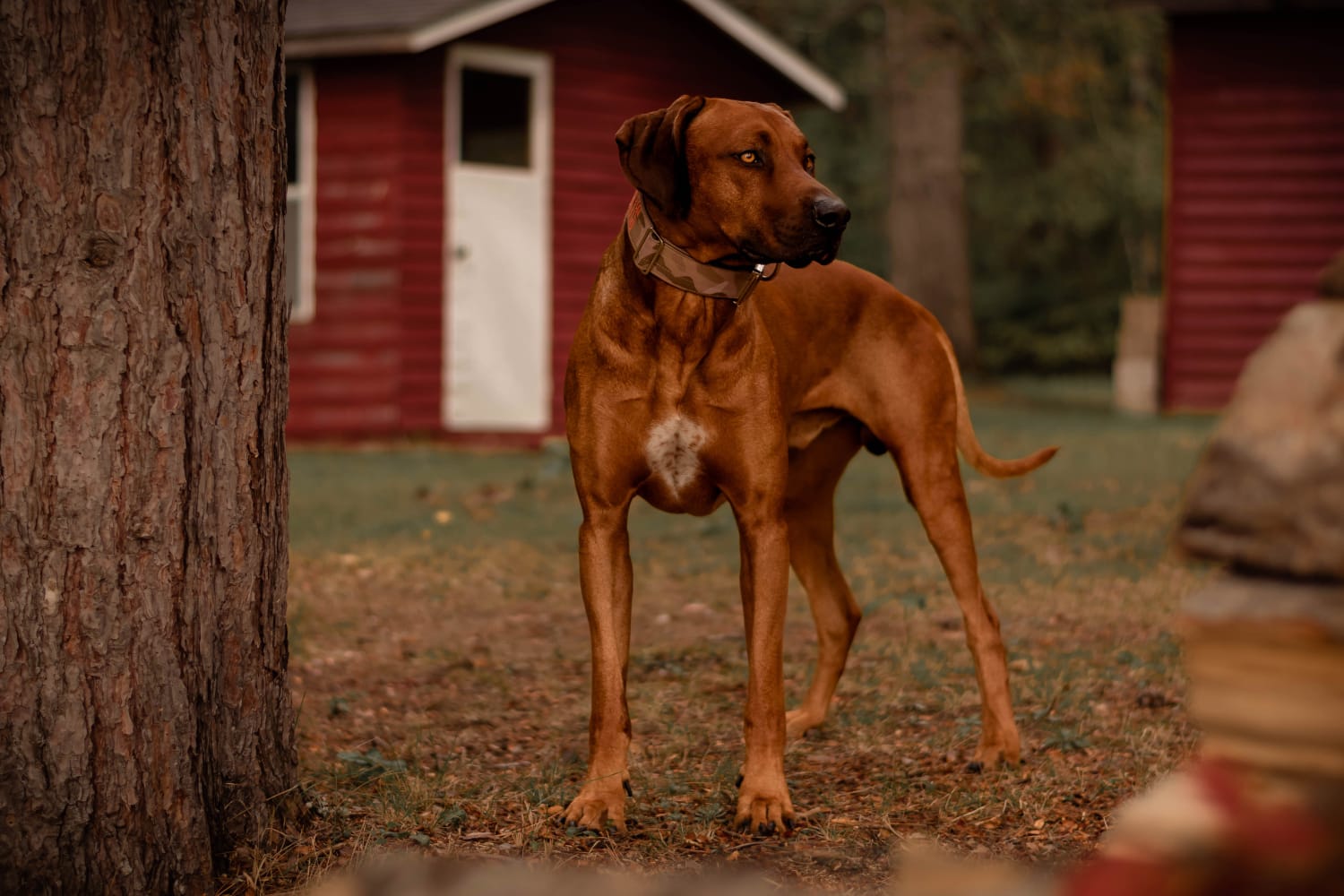 2" Tacti Luxe Dog Collar - White Gold - Desert Camo