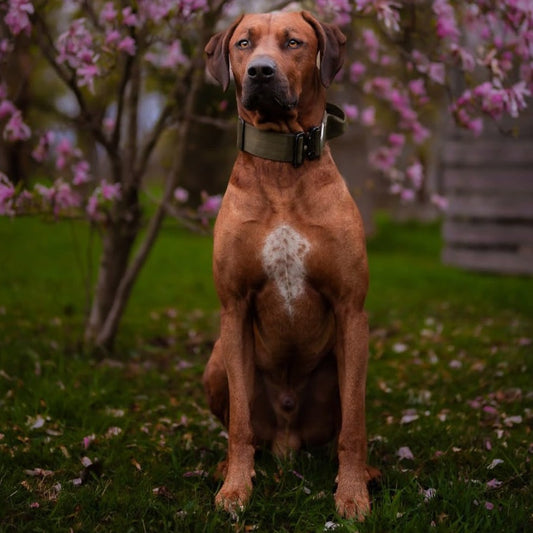 2" Tactik Dog Collar - Olive