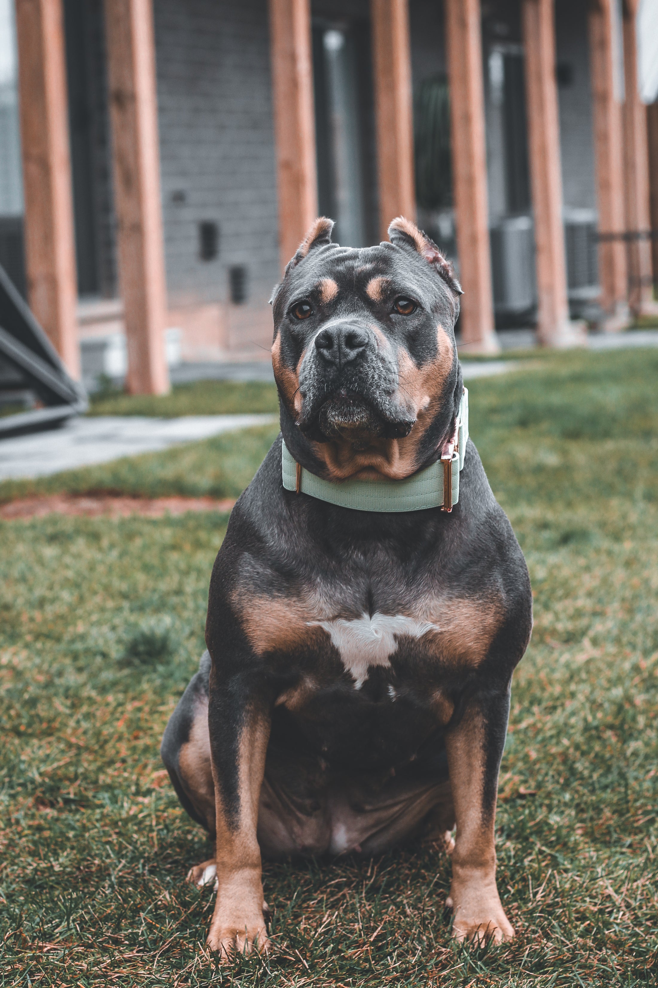 2" Luxe Martingale Dog Collar - Rose Gold - Honeydew