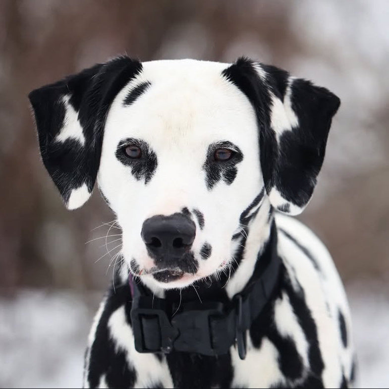 1.5" Tacti Lite - Black (no handle)