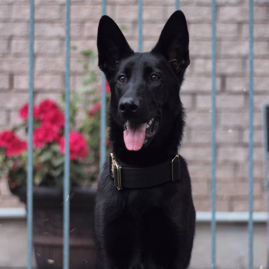 2" Luxe Martingale Dog Collar - Gold Noir