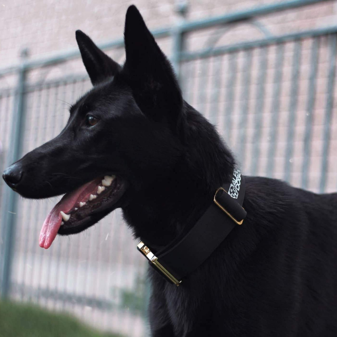 2" Luxe Martingale Dog Collar - Gold Noir