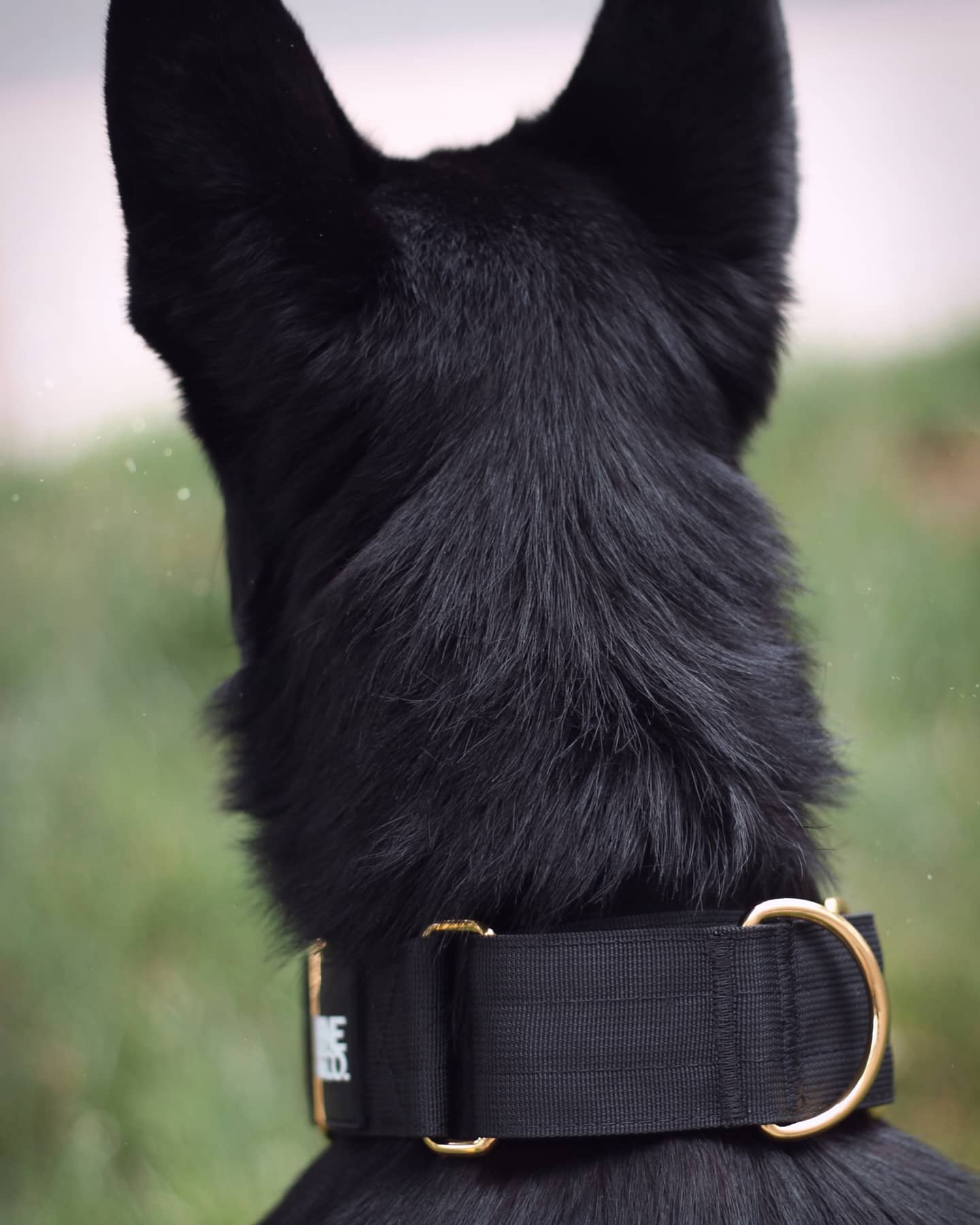 2" Luxe Martingale Dog Collar - Gold Noir