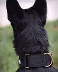 Load image into Gallery viewer, 2" Luxe Martingale Dog Collar - Gold Noir
