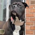 Load image into Gallery viewer, 2" Tactik Dog Collar - Buttercream
