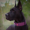Load image into Gallery viewer, 2" Tactik Dog Collar - Grape
