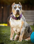 Load image into Gallery viewer, 2" Tactik Dog Collar - Grape