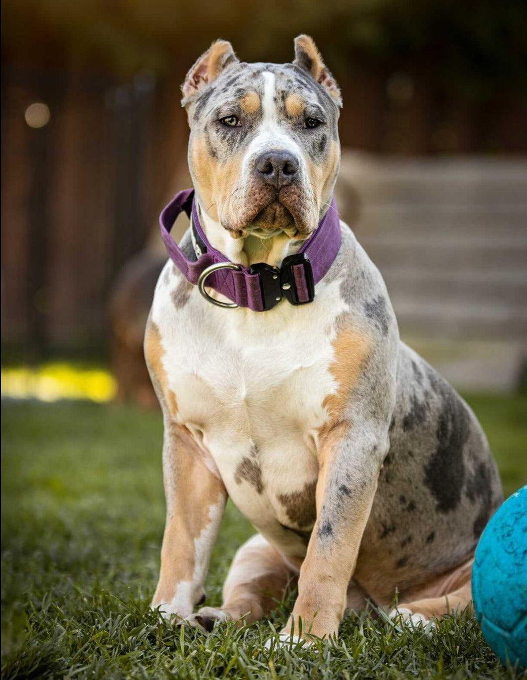 2" Tactik Dog Collar - Grape