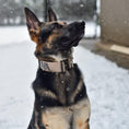 Load image into Gallery viewer, 2" Tactik Dog Collar - Buttercream
