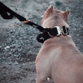 Load image into Gallery viewer, 1.5" Tacti Dog Collar Slim Luxe - Gold - Noir