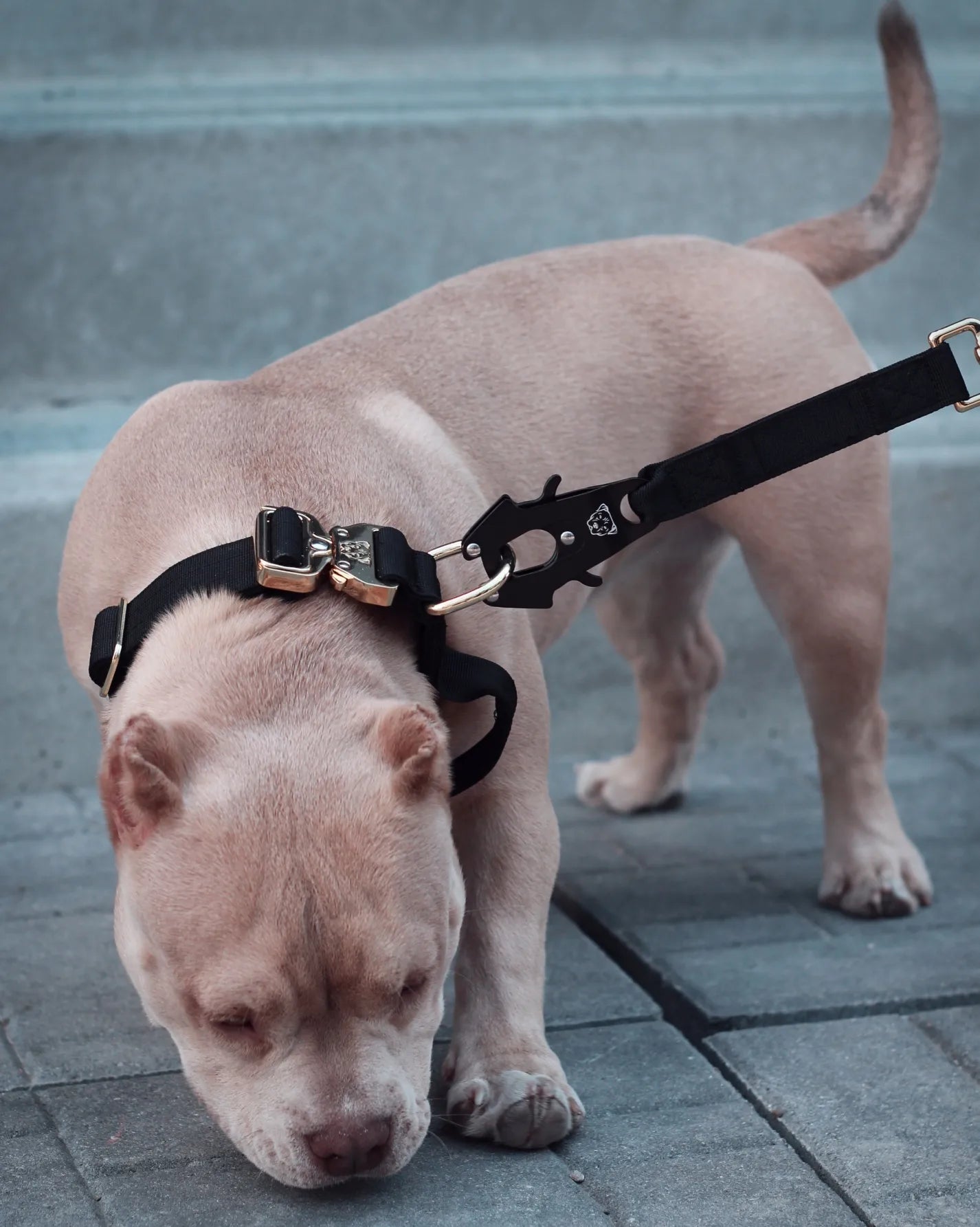 1.5" Tacti Dog Collar Slim Luxe - Gold - Noir