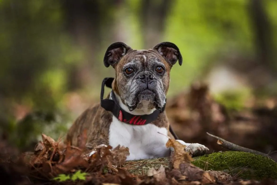 1.5" Tacti Slim Dog Collar- Black