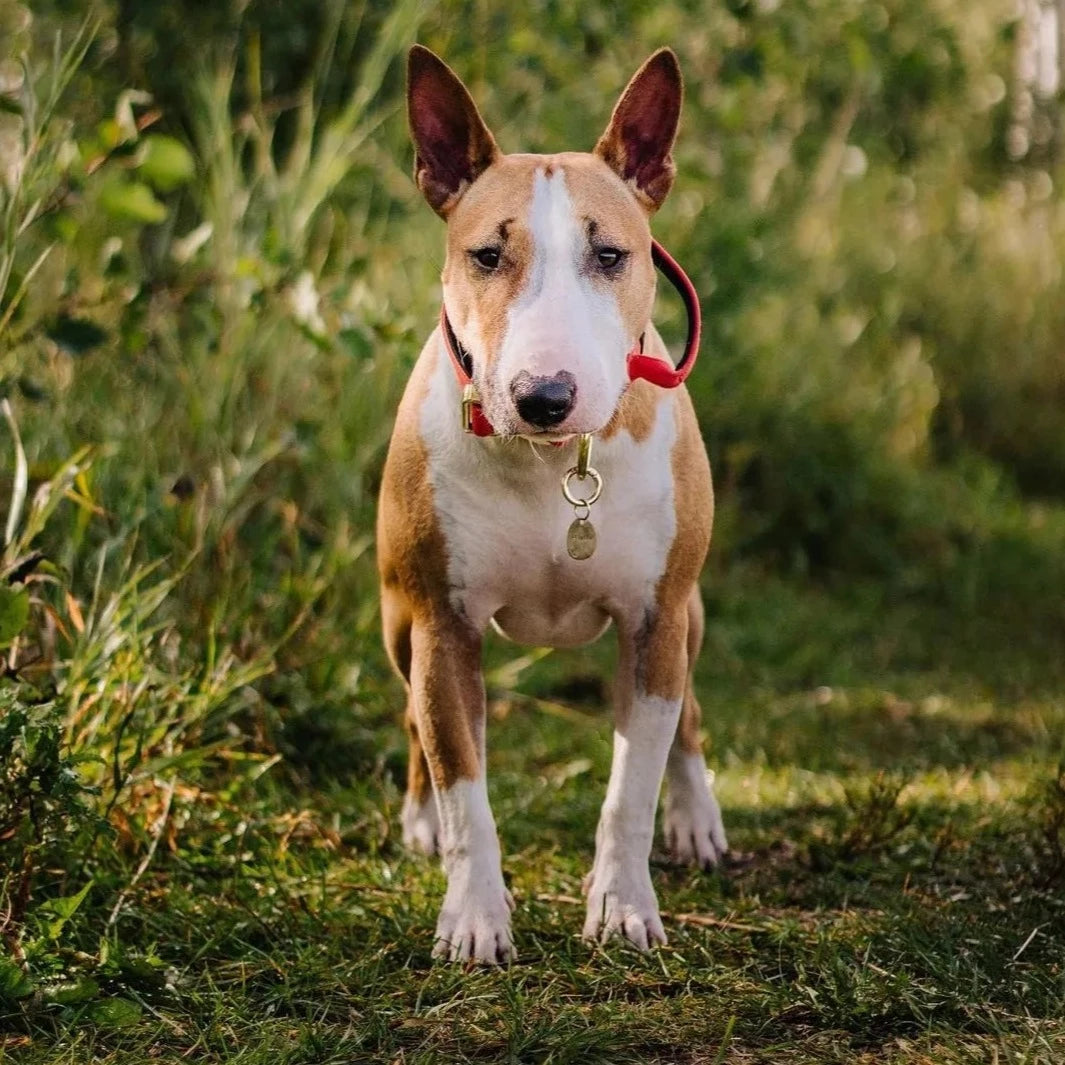 1.5" Tacti Dog Collar Slim Luxe - Gold - Cognac