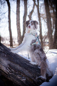 Load image into Gallery viewer, HNTR 3.0 Dog Harness - Honeydew