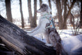 Load image into Gallery viewer, HNTR 3.0 Dog Harness - Honeydew
